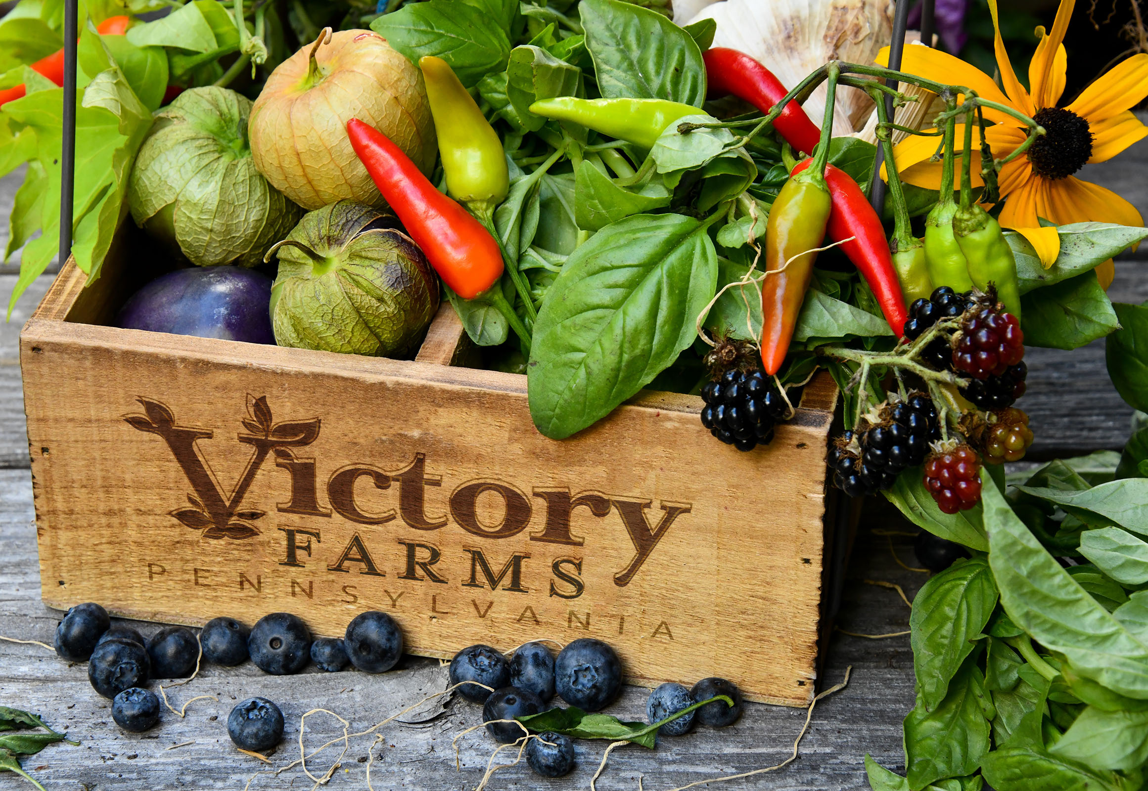 Victory Farms Brand Mockup